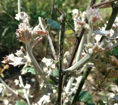 Cystotheca lanestris