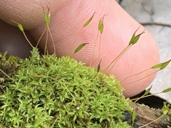 Bryophyta