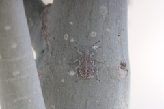 Brochymena