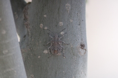 Brochymena