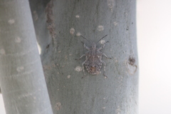 Brochymena