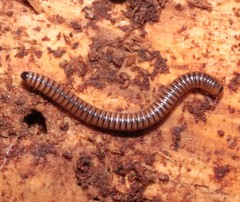 Cylindroiulus boleti