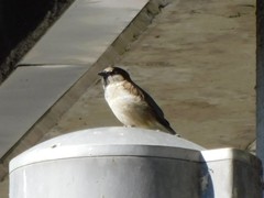 Passer domesticus