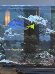 Paracanthurus