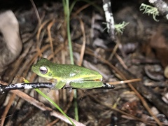 Litoria cooloolensis
