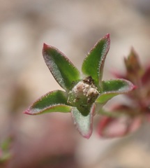 Androsace occidentalis