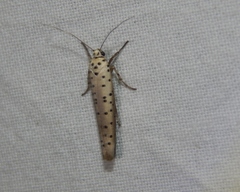 Yponomeuta fumigatus