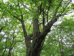 Carpinus tschonoskii
