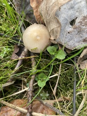 Psathyrella spadiceogrisea