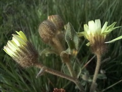 Andryala integrifolia