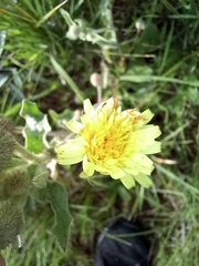 Andryala integrifolia