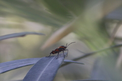Oncopeltus fasciatus