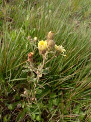 Andryala integrifolia