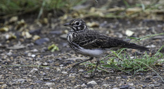 Pinarocorys nigricans