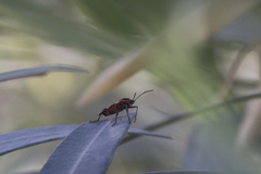 Oncopeltus fasciatus