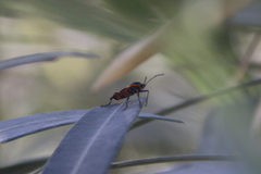 Oncopeltus fasciatus