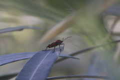 Oncopeltus fasciatus