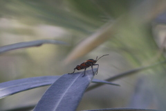 Oncopeltus fasciatus