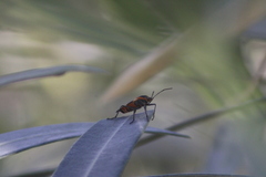 Oncopeltus fasciatus