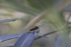 Oncopeltus fasciatus