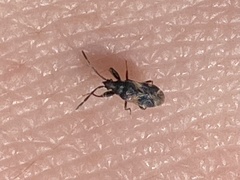 Taphropeltus contractus