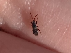 Taphropeltus contractus