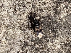 Taphropeltus contractus