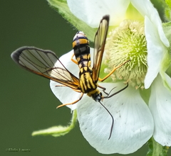 Sphecosoma