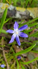 Scilla forbesii