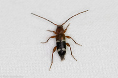 Phymatodes varius
