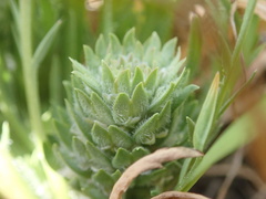 Lepidium latipes latipes