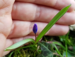 Scilla forbesii