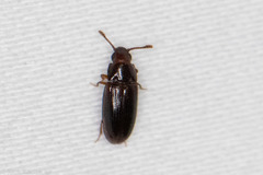Pharaxonotha kirschii