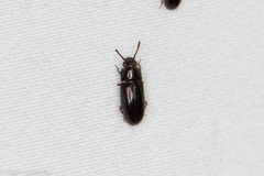 Pharaxonotha kirschii