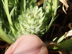 Lepidium latipes latipes