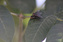 Sarcophagidae