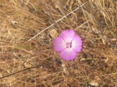 Clarkia cylindrica