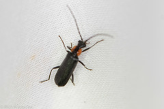Rhagonycha lineola