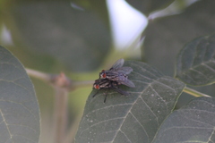 Sarcophagidae