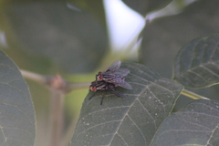 Sarcophagidae