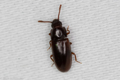 Pharaxonotha kirschii