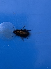 Carabidae
