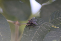 Sarcophagidae