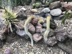 Cleistocactus colademononis