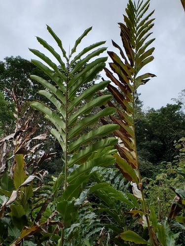 Alpinia boia