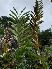 Alpinia boia