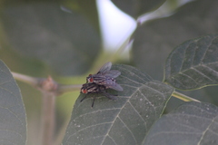 Sarcophagidae