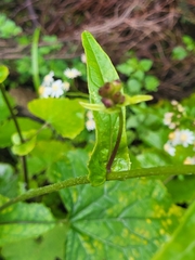 Pericallis steetzii image