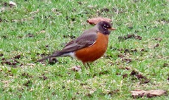Turdus migratorius