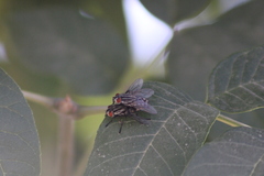 Sarcophagidae